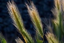 种植药材国家有补贴，种植药材国家有补贴吗多少钱