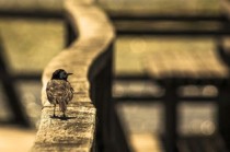 世界上最扯淡的图片，世界上最拽