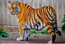 中国最名贵老虎品种（中国最名贵老虎品种排名）