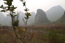 什么树木质最软，中国什么树木最软