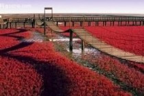 世界上最红的海滩盘锦红海滩怎么样，盘锦红海滩好玩吗？