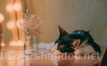 世界上最搞笑的片段，世界上最搞笶的