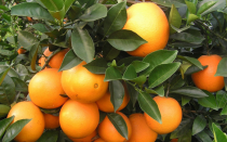 世界脐橙排名前十（世界三大脐橙品牌）