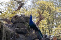 世界上最漂亮的孔雀是什么孔雀，世界上最漂亮孔雀图片