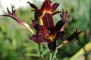 世界上最惊艳的本草,世界上最好的草药