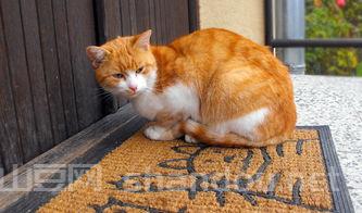 全世界上最肥的猫,全世界上最肥的猫咪