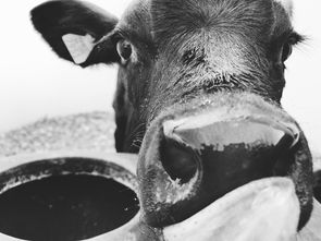 近代中国最牛女人是,中国近代最杰出的女性