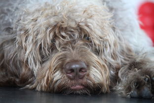 世界上最懒的小熊,世界上最懒的动物有哪些