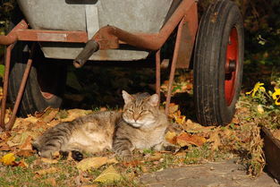 世界上最懒的小熊,世界上最懒的动物有哪些