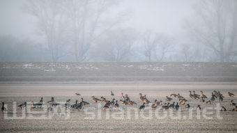 中国最遗憾的画作,中国最遗憾的画作有哪些