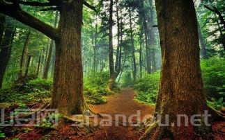 世界上最精密的毒箭,世界上最毒的树木箭毒木,见血封喉,五步毙命